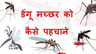 डेंगू मच्छर को कैसे पहचाने - Dengue Machar Kaisa Hota Hai | Iski Kya Pahchan Hai डेंगू मच्छर को कैसे पहचाने - Dengue Machar Kaisa Hota Hai | Iski Kya Pahchan Hai