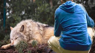 Mladík 7 dní v kuse dával najíst VLČICI chycené v PASTI… Po 5 letech se znovu POTKALI v lese…