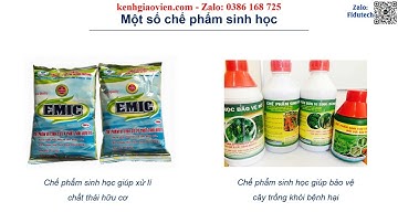Giáo án PPT Bài 1 Vai trò của công nghệ SH trong lâm nghiệp | Chuyên đề CN 12 LN Thuỷ sản Cánh diều