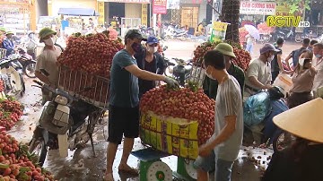 Vải thiều chính vụ được tiêu thụ mạnh tại thị trường nội địa