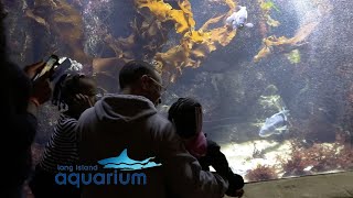 Exploring the Long Island Aquarium