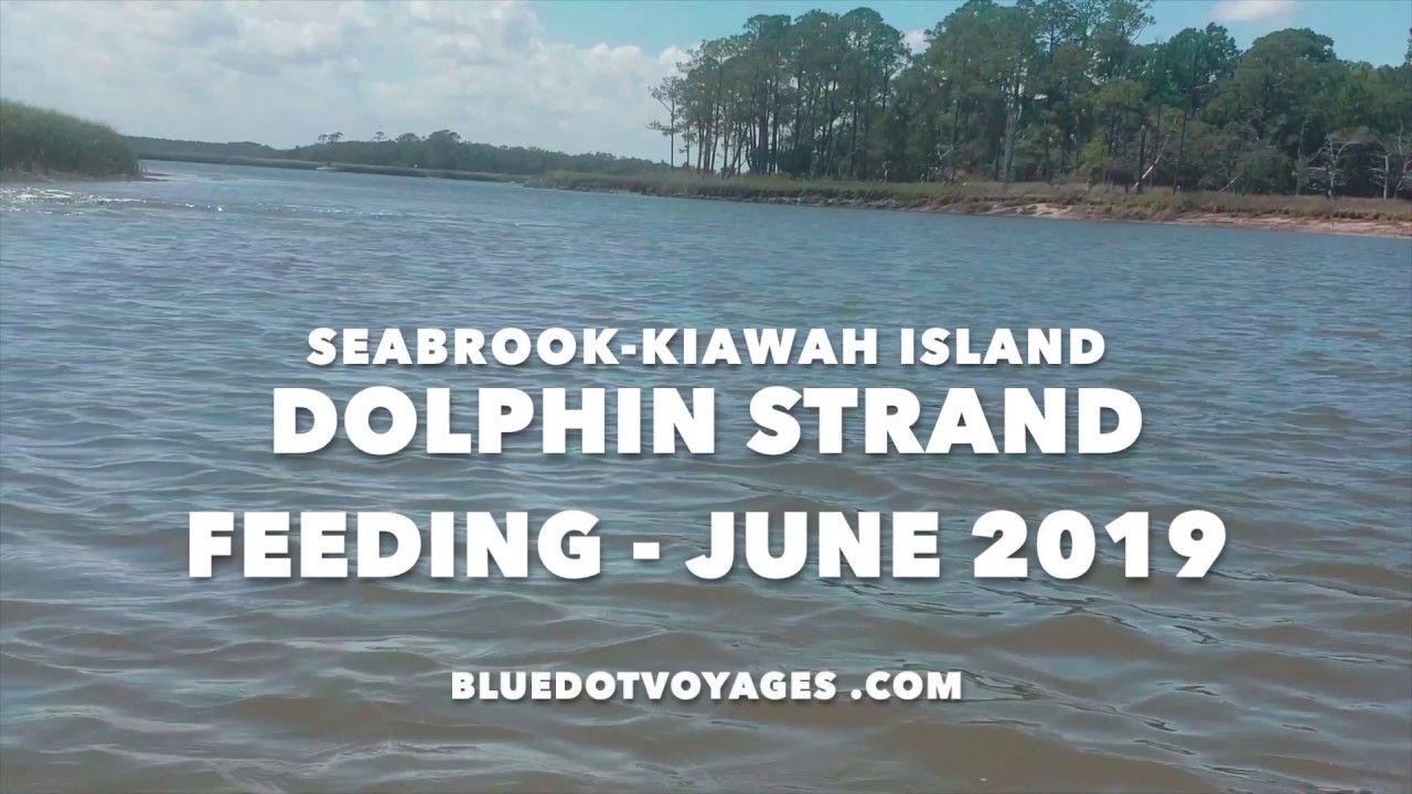An unexpected surprise – Dolphin Strand Feeding in Kiawah-Seabrook Island while in our dinghy. EP28
