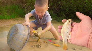 Tìm bắt cá chép vàng ở vũng nước cạn, cá vàng, cá chép vàng, cá koi, cá, cá bẩy màu...