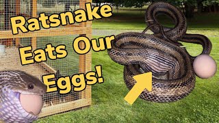 Snake Swallows And Crushes My Chicken Eggs!