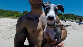 Cute Italian Greyhound Puppy At The Beach // The Story Of Spencer