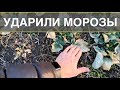 УДАРИЛИ МОРОЗЫ. ОСМОТР РАПСА. Живой?