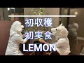 無農薬自家栽培スウィートレモネード収穫 LEMON