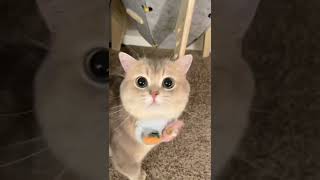 Being Cute Is An Ability And Hes Good At It