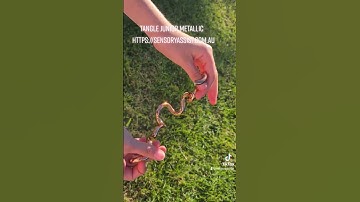 Tangle Junior Metallic #sensory #sensoryplay #sensorytoys #sensoryactivity #fidgets #fidgettoys