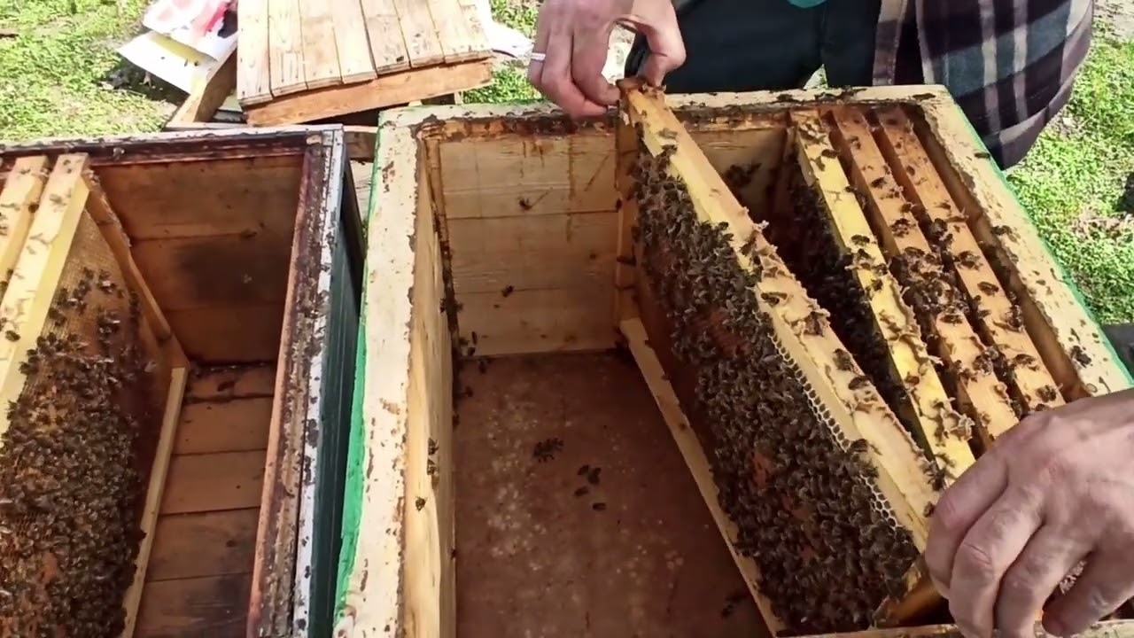 Arılara sadə və asan Yaz Baxımı. Arıçılığa yeni başlayanlar üçün 2ci hissə. Yaz (İlk bahar) baxımı.