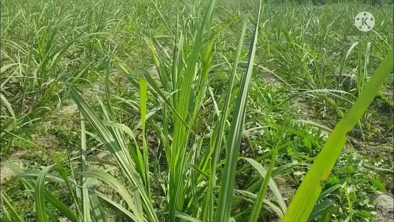 गन्ने में भरपूर टिलरिंग कैसे लें। Tips for profuse tillering in