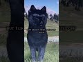 Showing off all the GREAT wolves!! #wolves #wolf #wolfquest #edit