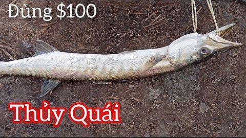 Điểm câu mới/ Săn thủy Quái ở Đùng Tôm/ Mỹ Xuân Tân Thành BRVT/ Câu cá thiên nhiên