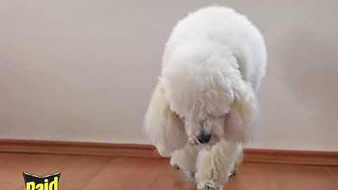 Raid® Ant and Roach with Essential Oils: Safe for Use Around Kids and Pets