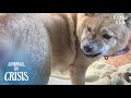A Dog Keeps Biting Her Tail 24/7 To Get Her Owner's Attention (Part 2) | Animal in Crisis EP166