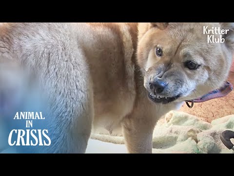 Video: Terapi Banjir untuk Masalah Perilaku Anjing