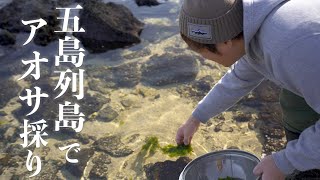 【アオサ採り】五島列島・冬の風物詩アオサ採り！/自宅で乾燥させて、かき揚げと味噌汁で食べました！