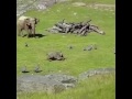 صغير الفيل يلعب مع الطيور ويطيح من الخوف راح مسرعا لامه براة الصغار