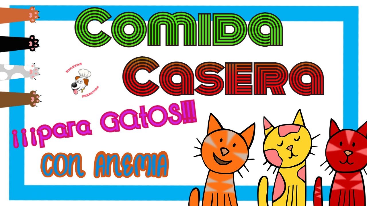Comida CASERA para GATOS con ANEMIA