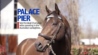 Palace Pier - see the dual Champion miler parading in the Australian springtime...