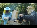 RUSSIAN Tatars harvesting honey using the OLD method. Summer in Tatarstan