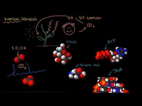 Karbon Döngüsü (Fen Bilimleri) (Biyoloji)