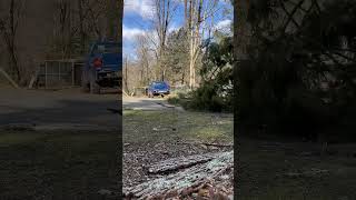 Wind damaged Hemlock removal