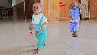 So funny cute! Monkey Su secretly stole candy make Ku angry and Ending...?