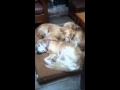Dogs kula leo  oro sharing a bed