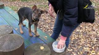 видео: Развитие мотивации, упражнения на внимание, настойчивость, активную выдержку, дрессировка щенка картинка: Развитие мотивации, упражнения на внимание, настойчивость, активную выдержку, дрессировка щенка