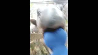 dinosaur huggy wuggy bite with edited scream