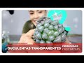 Las plantas suculentas mas hermosas y fciles de cuidar haworthias 