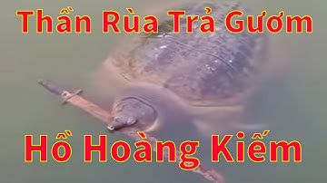 Bí Ẩn Vừa Xuất Hiện Ở Hồ Hoàn Kiếm: Cụ Rùa Ngậm Gươm Khiến Dân Mạng Sững Sờ