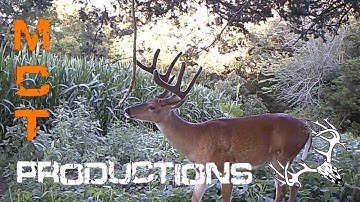 ScrapeFix  The Vine In Action