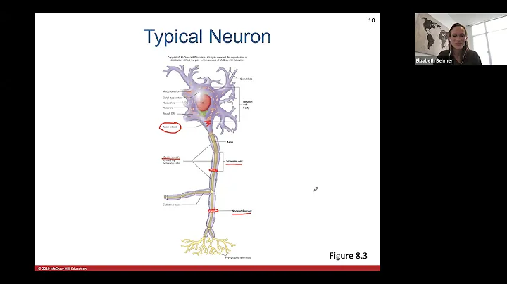 Ch. 8 (Part 1) Nervous System