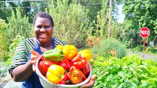 I Harvested so many big sweet peppers from the garden