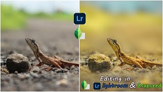 wildlife photo editing by lightroom mobile and Snapseed | lightroom editing |snapseed screenshot 5