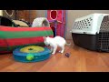 Beginning of video