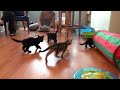 End of video