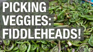 Pick Your Own Veggies: Fiddleheads