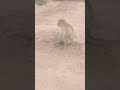 #tamilcomedy #instareels #monkey #funnyanimals #funnyshorts #todayreels #viralshorts