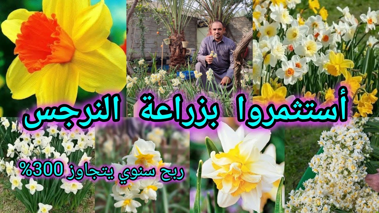ازهار النرجس Narcissus استثمروا بزراعة ابصال النرجس حققوا ارباح فوق 300% ولا تحتاج مساحة كبيرة