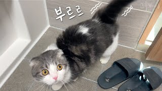 You Won't Believe How My Cat Reacts When I Use the Bathroom! by 그루밍데이 고양이cat vlog 16,785 views 2 months ago 5 minutes, 6 seconds