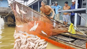 Theo xuồng anh Mót mưu sinh mùa nước nổi trên sông Hậu - Sông Nước Cửu Long - Nguyễn Hùng