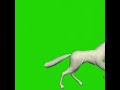 Unicorn green screen VFX, running animation designed in Blender.