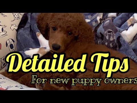 Tips For New Puppy Owners From Canine Nutritionist DETAILED TIPS