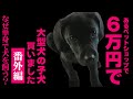 【番外編】6万円で大型犬の子犬買いました。独身なのになぜ？