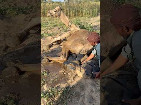 الجمل مستلق في الحقول وصاحب ه ي بر د ه من الخلف بوضع الماء في الإناء