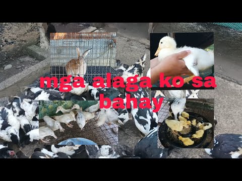 Video: Peking Pato Sa Bahay