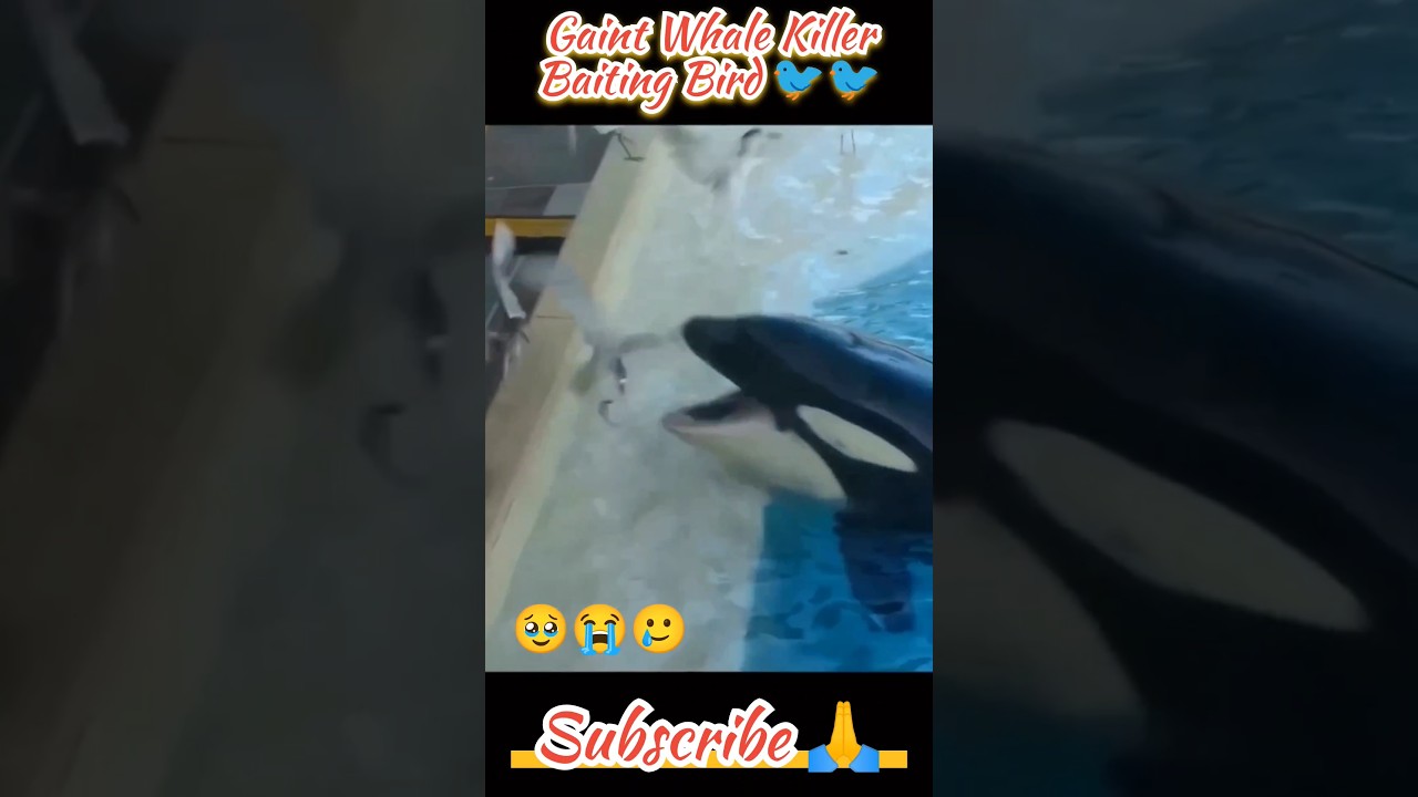Ocean Giants: When a Mighty Whale Encounters Tiny Birds 🐋🦅 